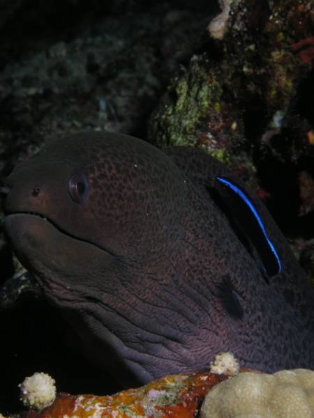 Riesenmur�ne mit Putzerfisch