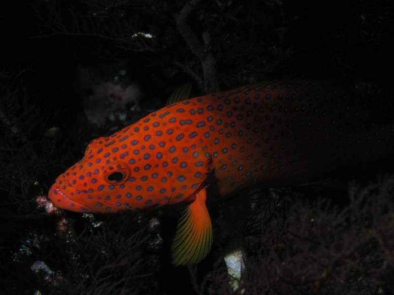 Juwelen-Zackenbarsch