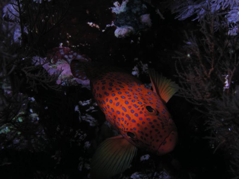 Juwelen-Zackenbarsch