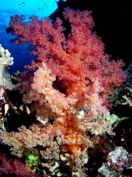 Weichkorallen am Big Habili bei St. Johns