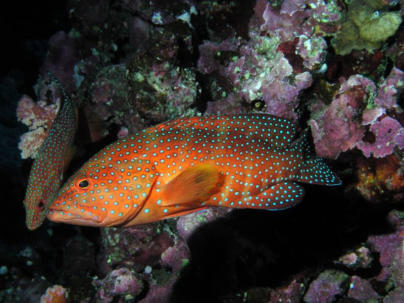 Juwelen-Zackenbarsch