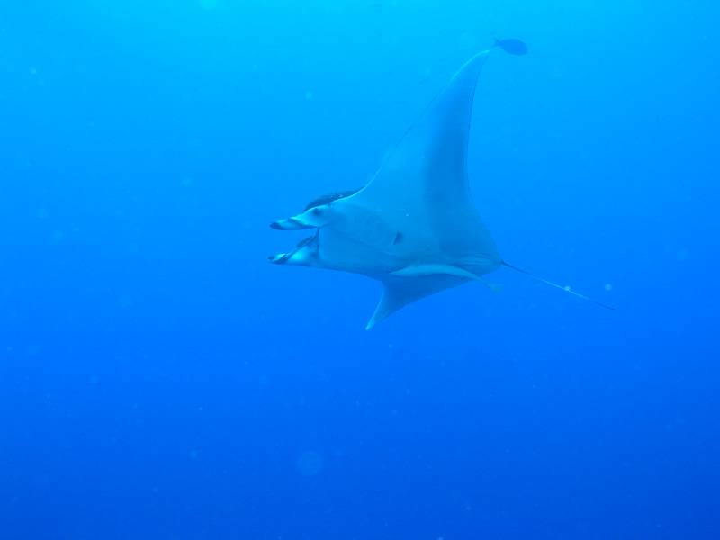 Manta bei St. Johns