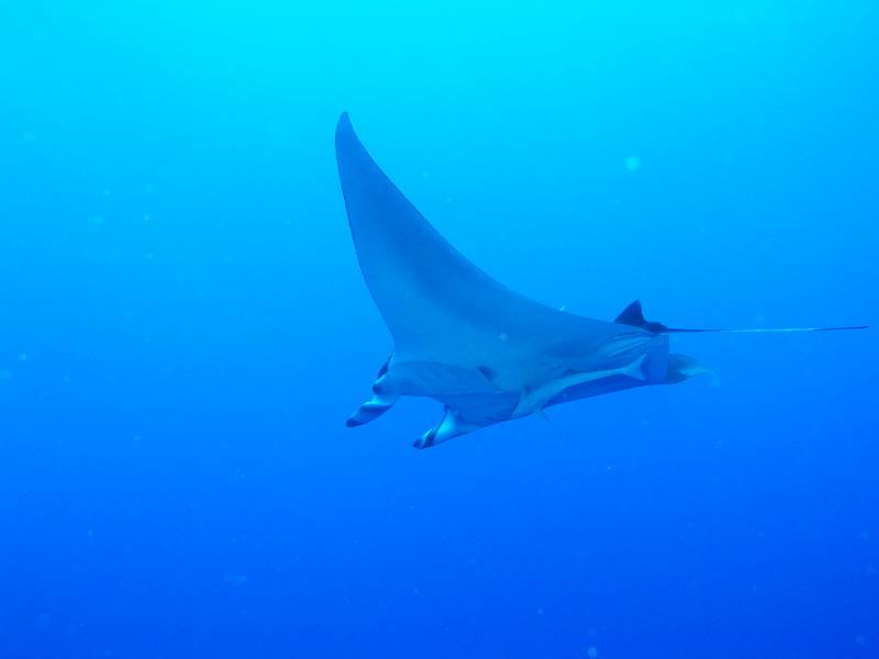 Manta bei St. Johns