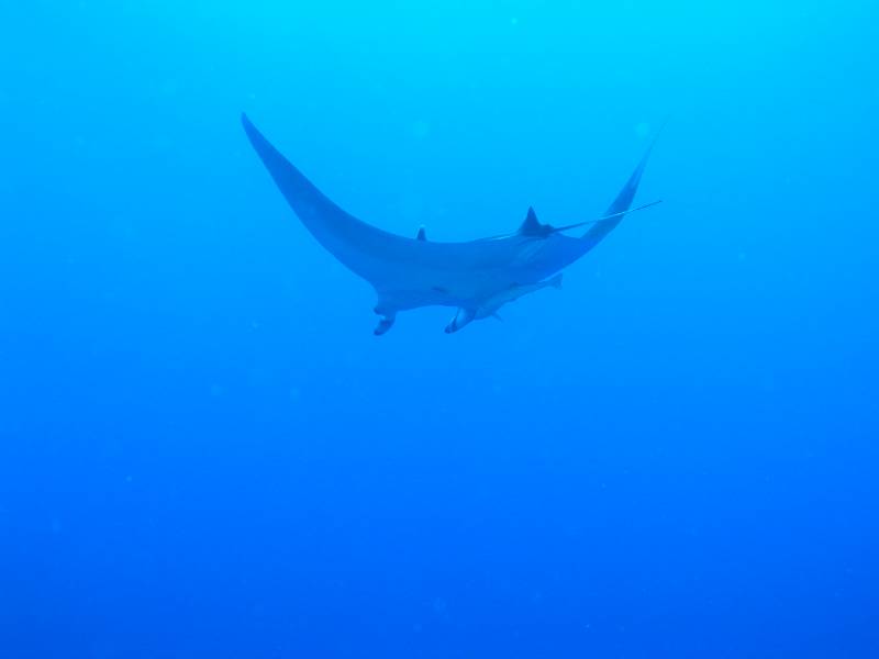 Manta bei St. Johns