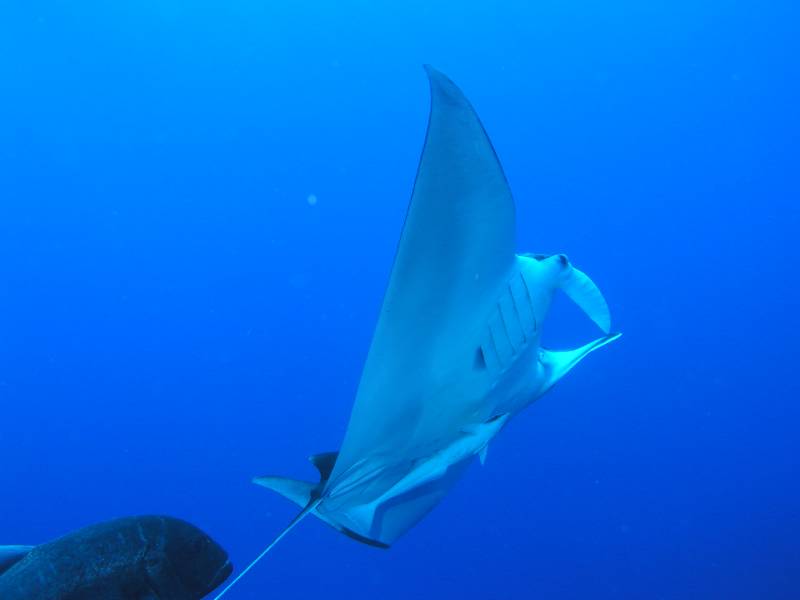 Manta bei St. Johns