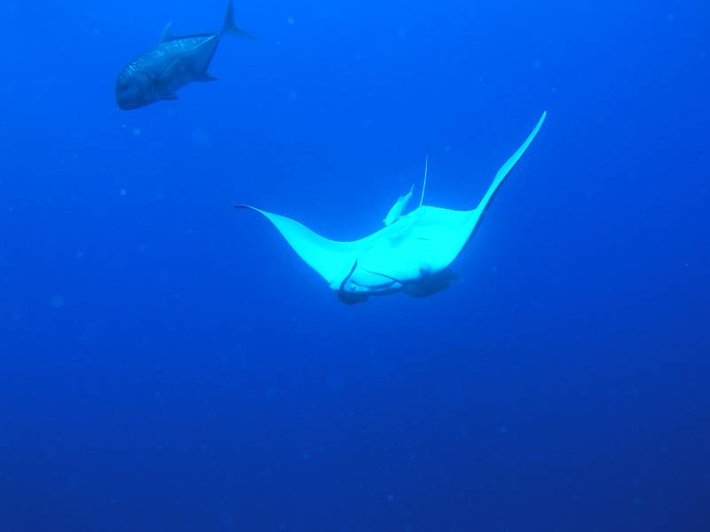 Manta bei St. Johns