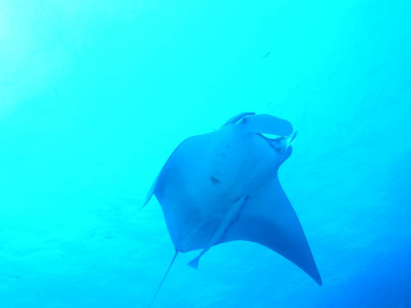 Manta bei St. Johns