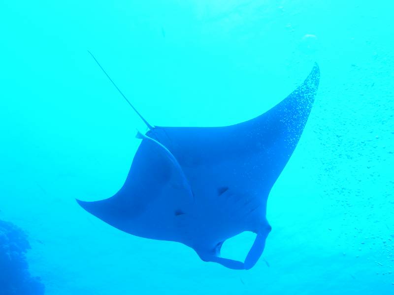 Manta bei St. Johns