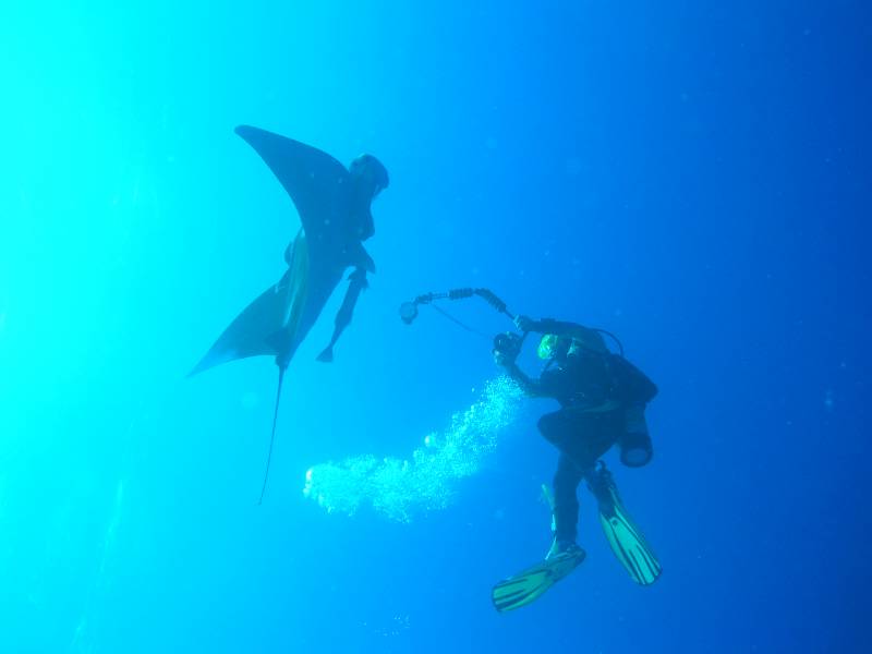 Manta und Taucher bei St. Johns