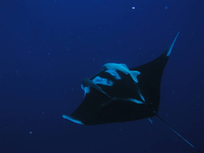 Manta bei St. Johns