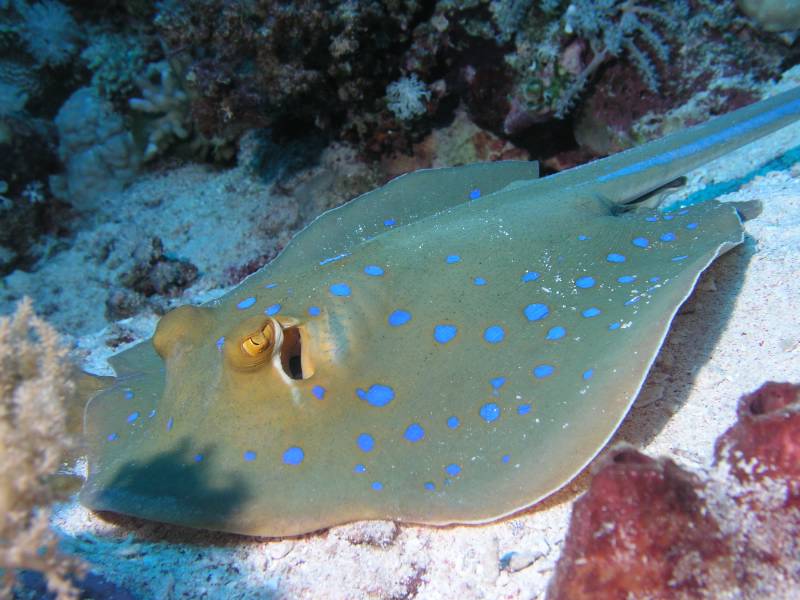Blaupunktstachelrochen bei St. Johns Etnien