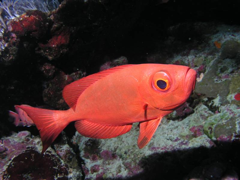 Rotmaul-Zackenbarsch