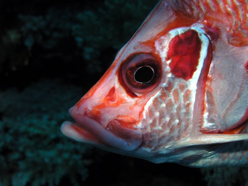 Portrait eines Riesenhusars