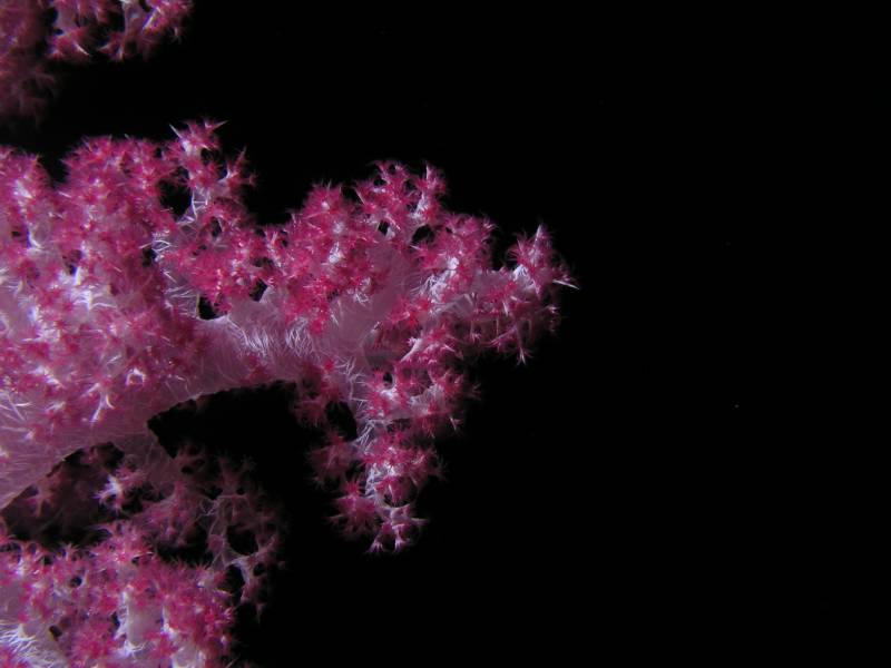 Weichkorallen Detail