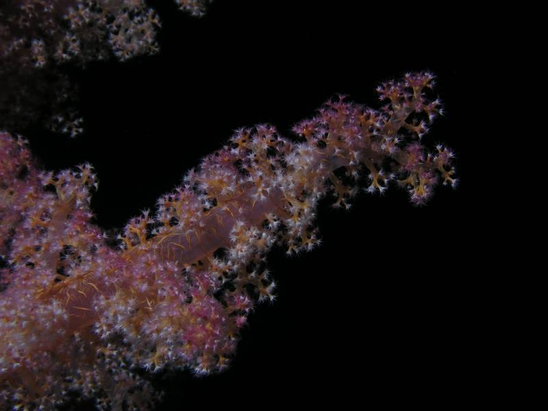 Weichkorallen Detail