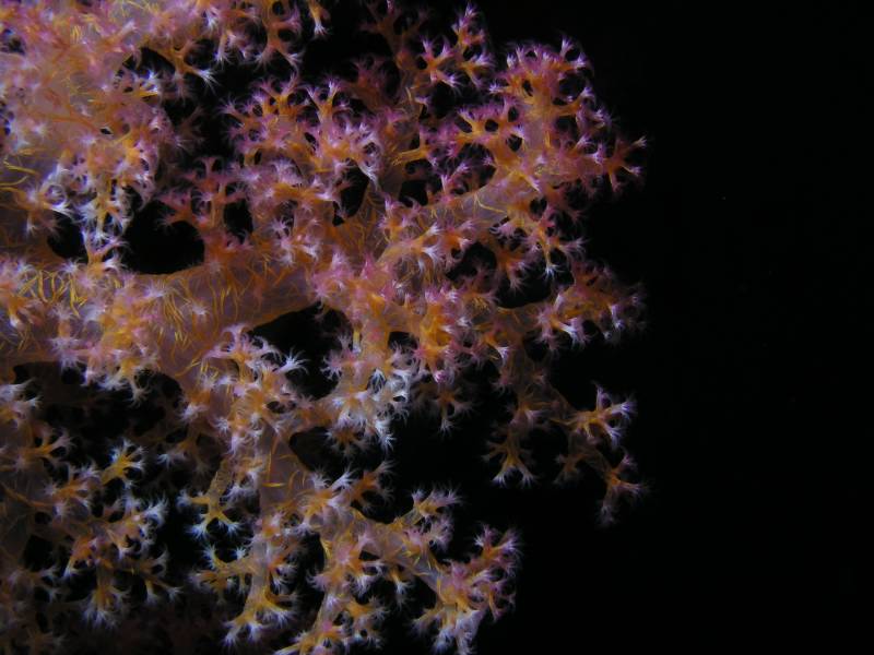 Weichkorallen Detail