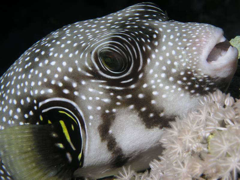 Portrait eines Weissfleck-Kugelfischs