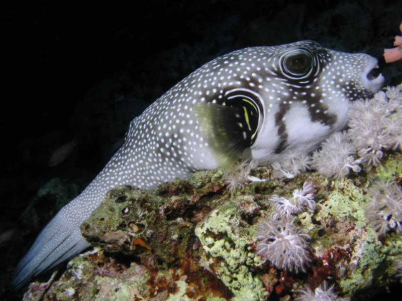 Weissfleck-Kugelfisch