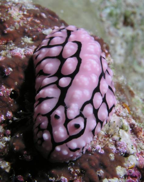 Pustel-Warzenschnecke