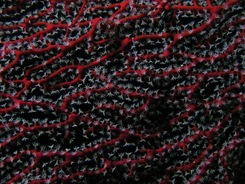 Kleine rote Gorgonie (Knoten-Seef�cher)