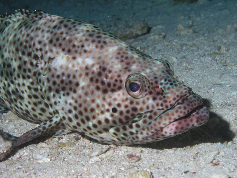 Getarnter Zackenbarsch