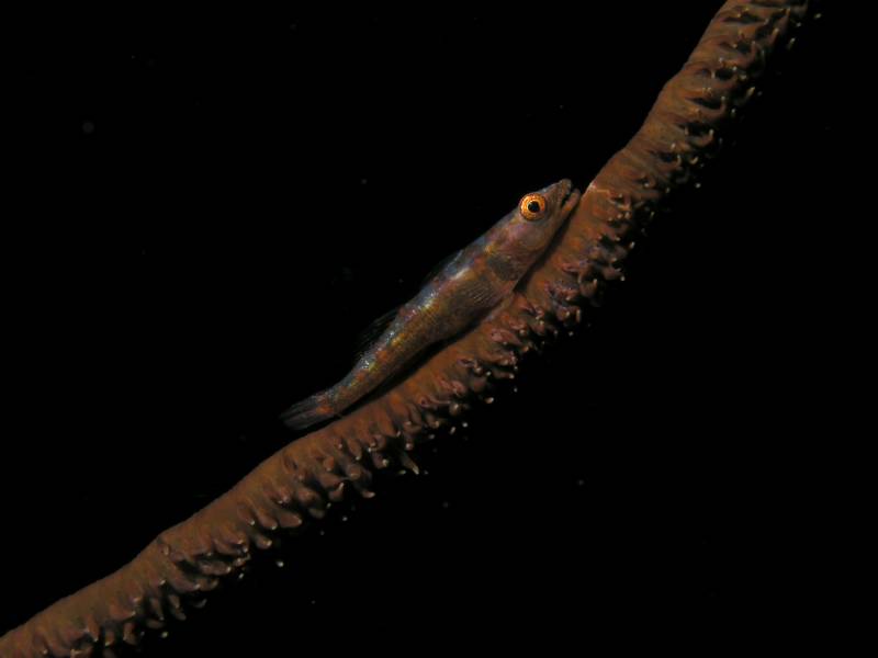 Gorgonien-Zwerggrundel auf Peitschenkoralle