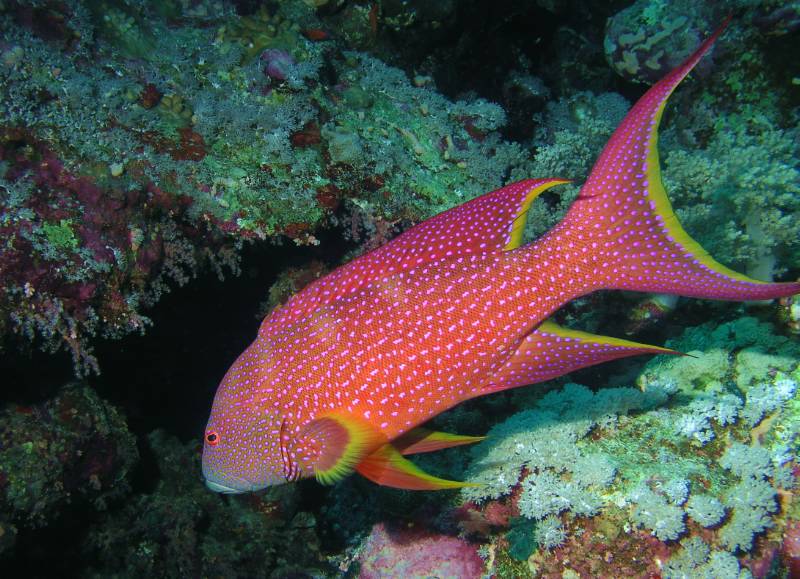 Mondsichel-Juwelenbarsch