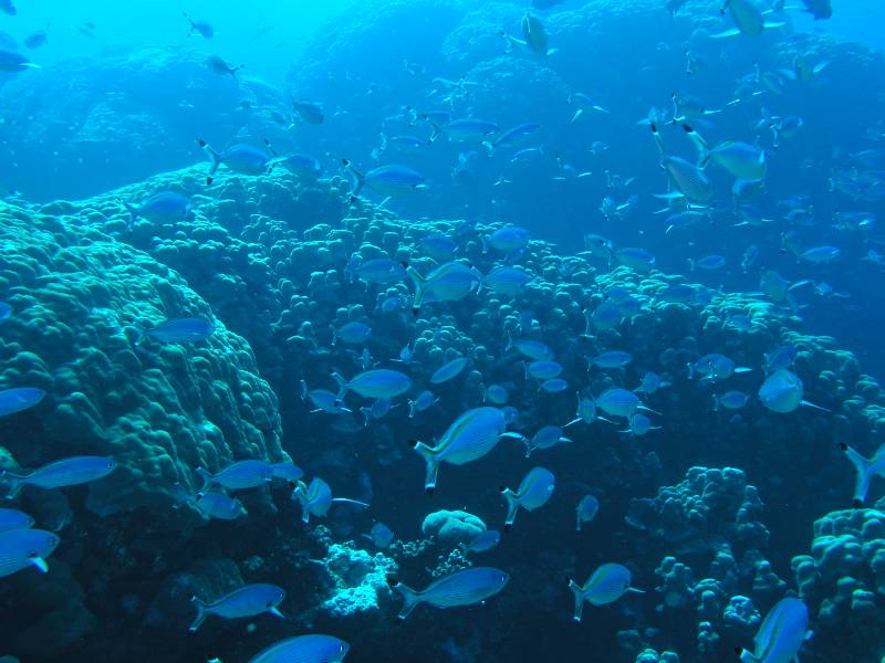 Der einmalige Steinkorallengarten bei Gota Sataia