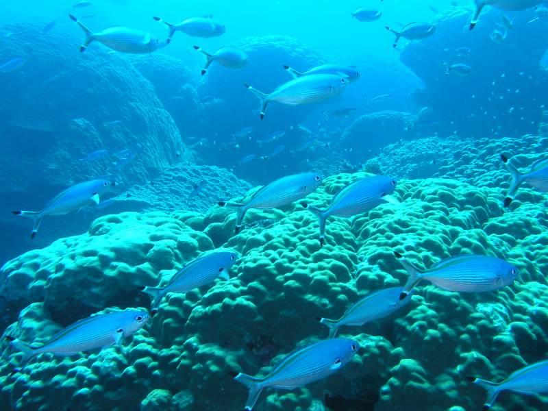 Der einmalige Steinkorallengarten bei Gota Sataia