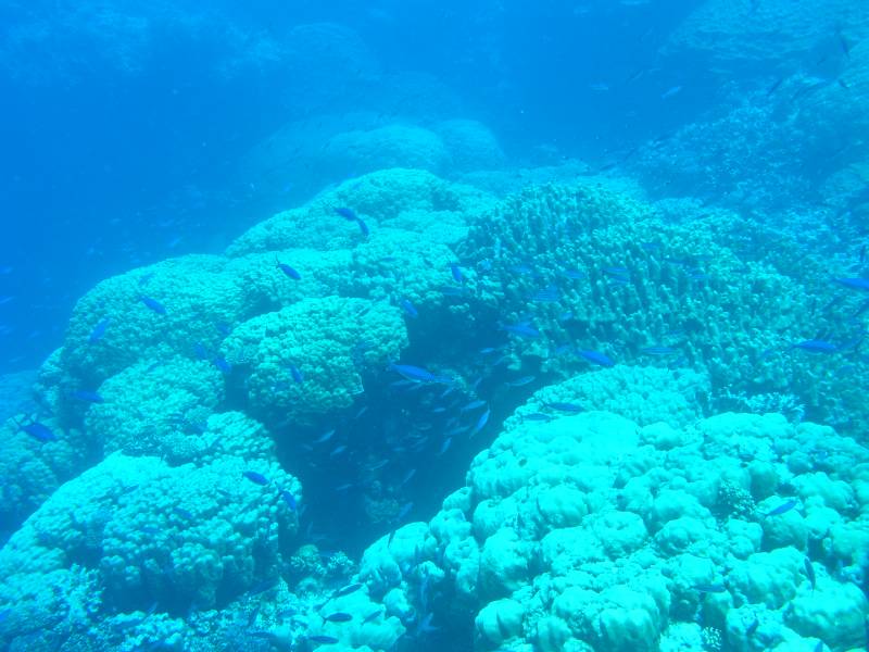 Der einmalige Steinkorallengarten bei Gota Sataia