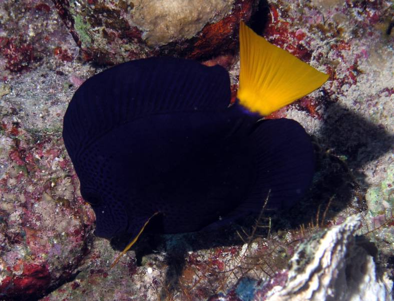 Blauer Segelflossendoktor