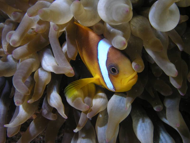 Clownfisch in Blasenanemone