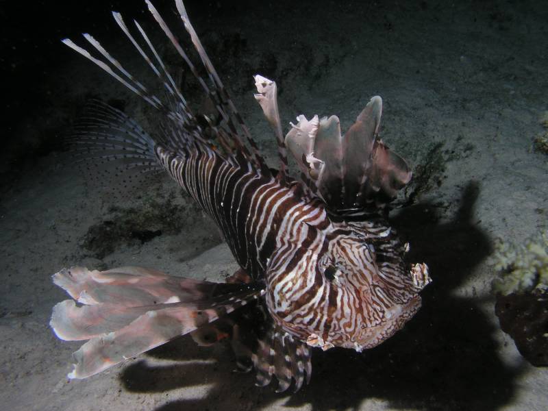 Rotfeuerfisch am Kauen