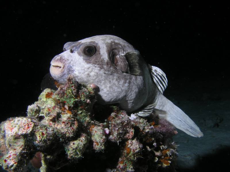 Schlafender Maskenkugelfisch