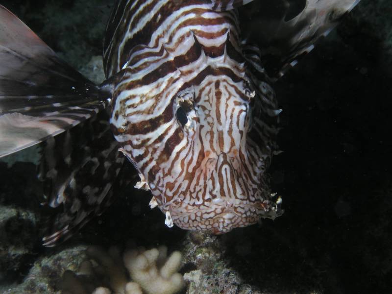 Portrait eines Rotfeuerfisches