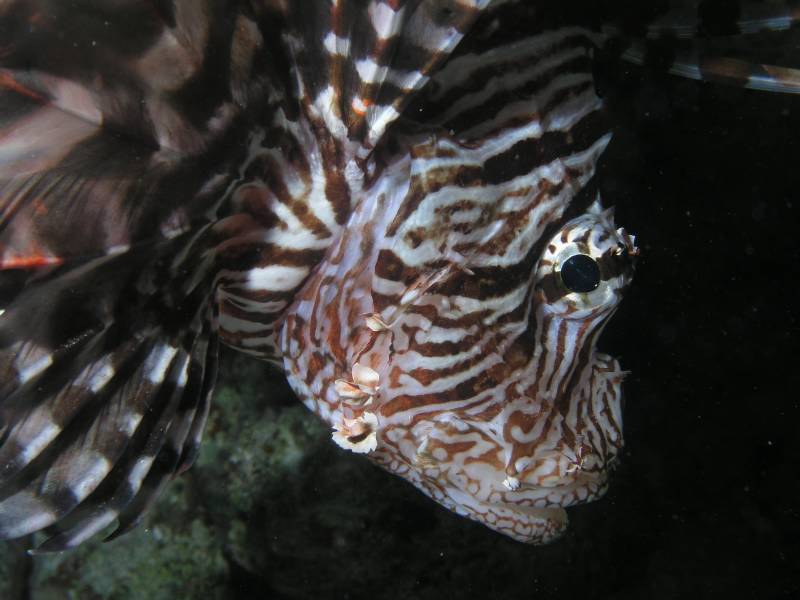 Portrait eines Rotfeuerfisches