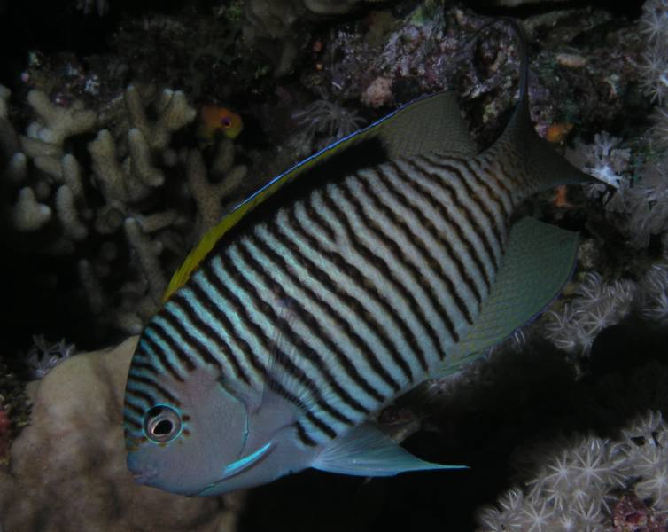 Rotmeer-Lyrakaiserfisch