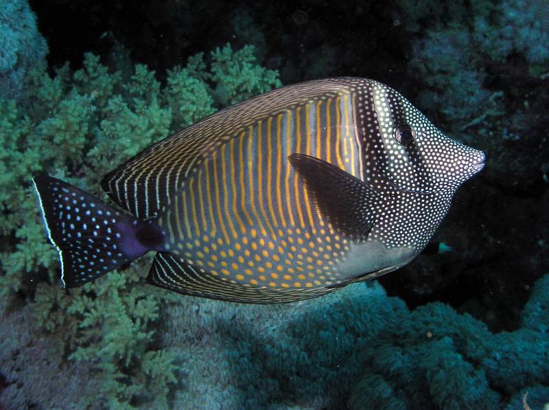 Indischer Segelflossendoktor