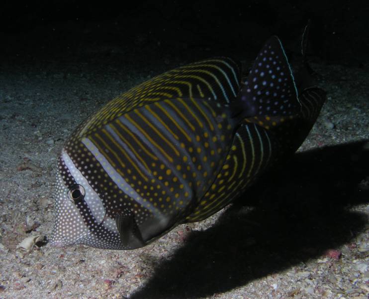 Indischer Segelflossendoktor