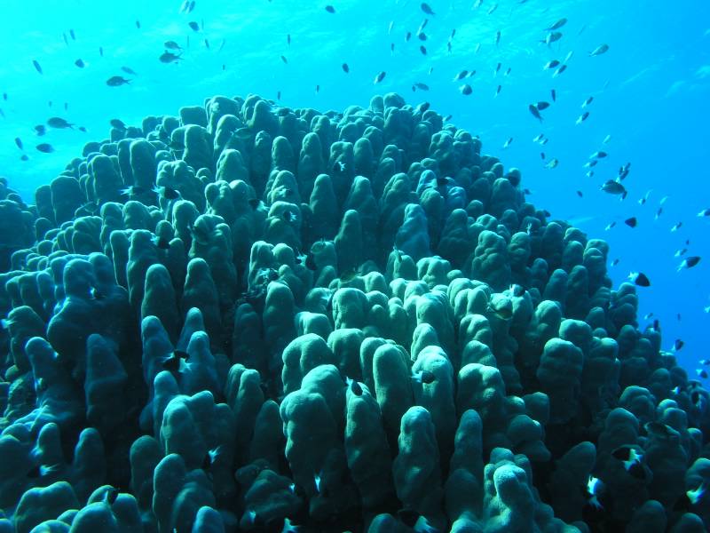 Steinkorallen bei Abu Aklas