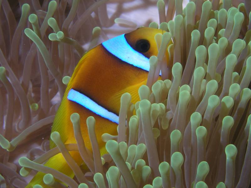 Clownfisch in Seeanemone
