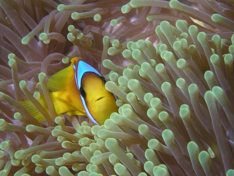 Clownfisch in Seeanemone