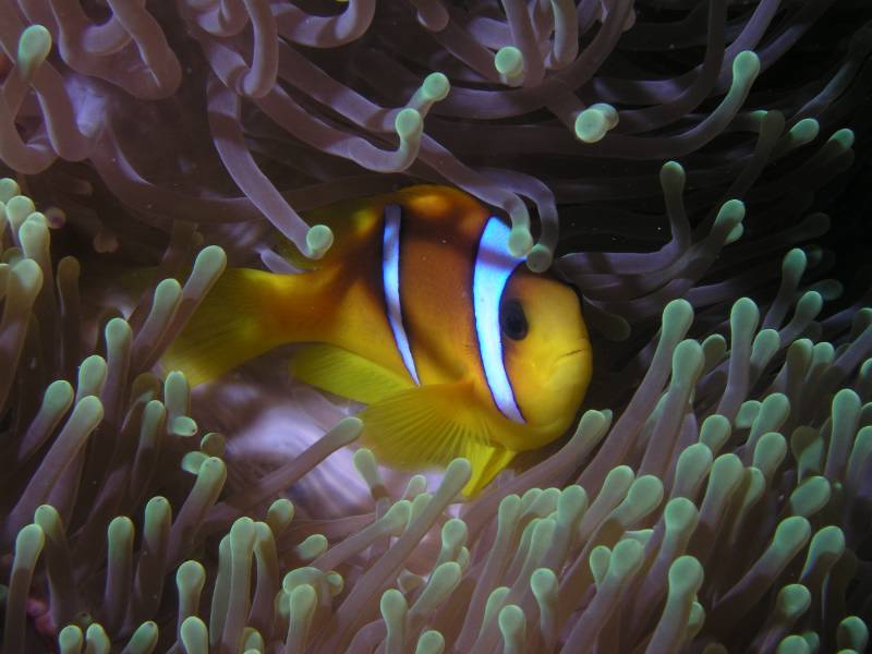 Clownfisch in Seeanemone