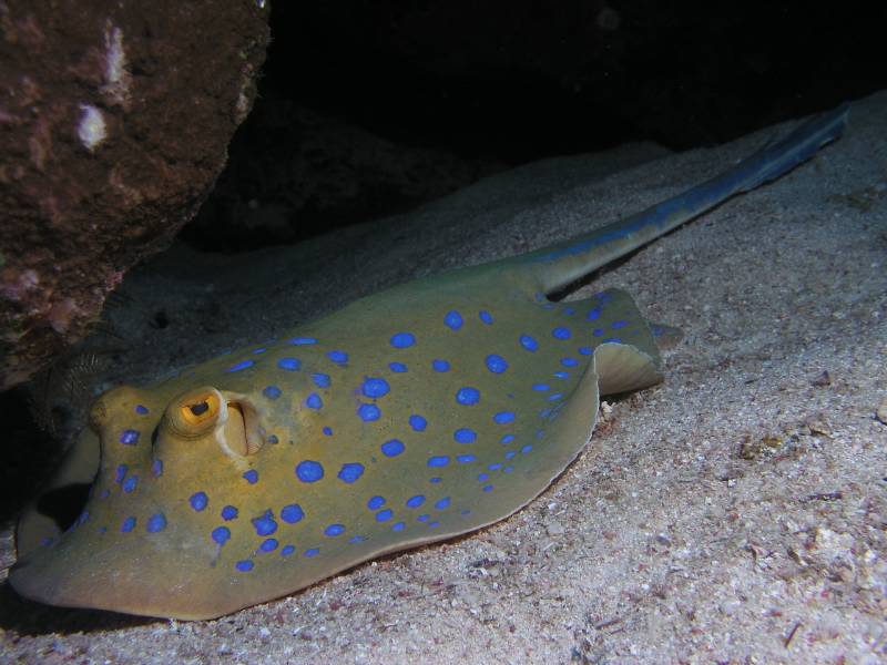 Blaupunkt-Stachelrochen