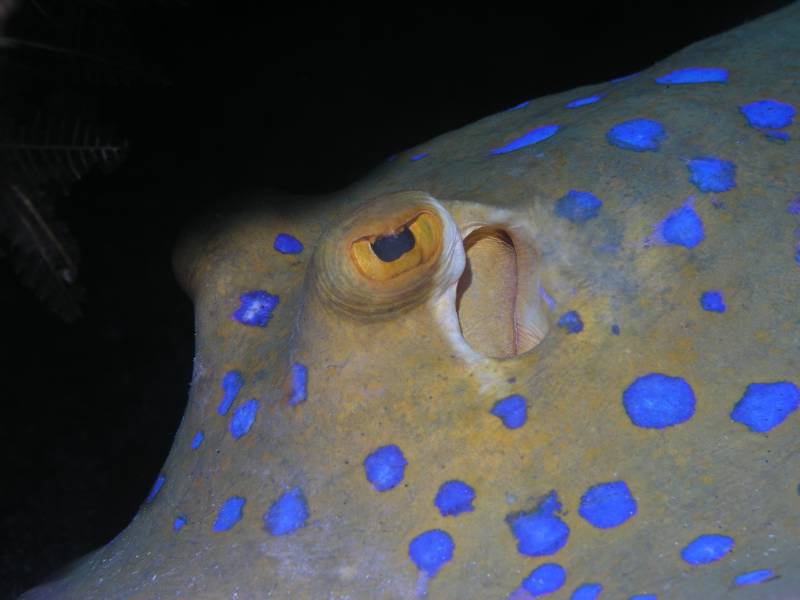 Blaupunkt-Stachelrochen