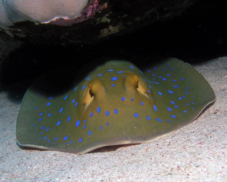 Blaupunkt-Stachelrochen