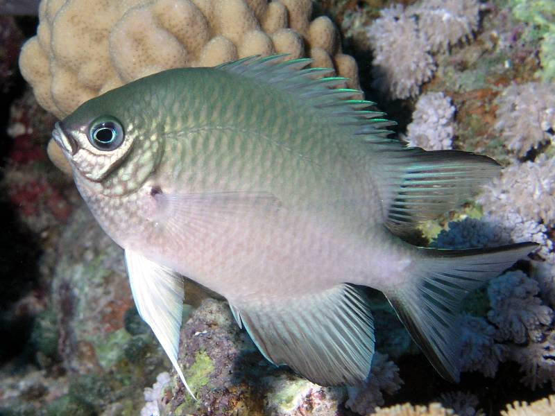 Gelbseiten Demoiselle