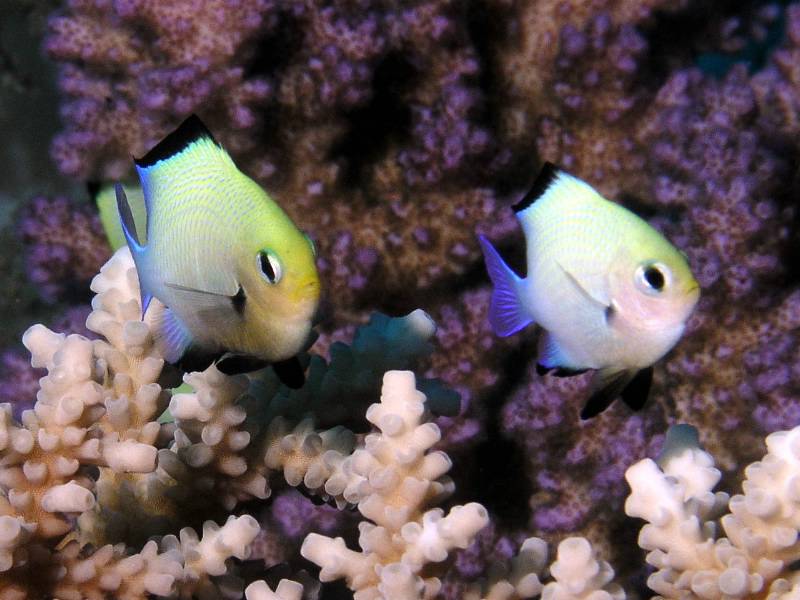 Arabische Preussenfische