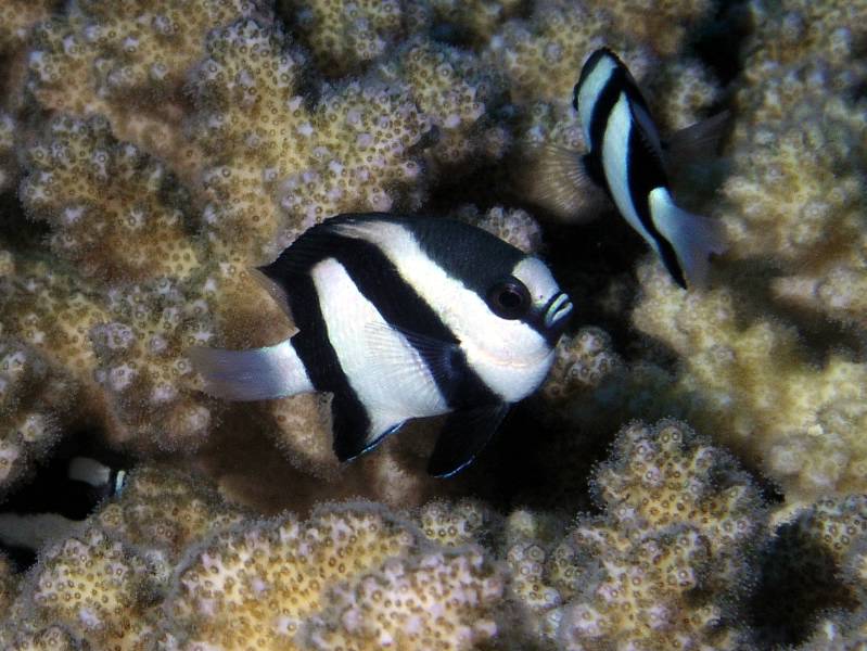 Dreibinden Preussenfische