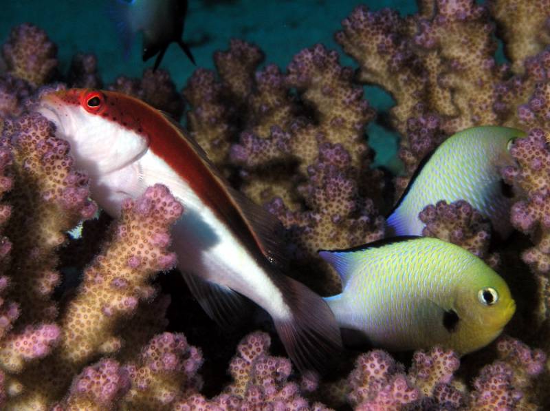 Arabische Preussenfische und Korallenw�chter